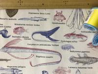 深海魚のタグまとめ エキサイトブログ