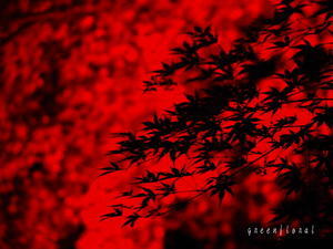 TOKYO RED GARDEN - Green Floral