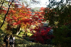 三渓園の紅葉と聘珍樓と日本大通のイチョウ - 日々是好日