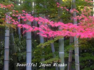 12月の彩･ﾟ☆､･：`☆･･ﾟ･ﾟ☆12月11日 - Beautiful Japan 絵空事