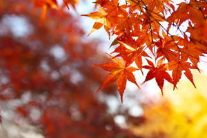 紅葉 2020 武蔵野公園 - 幡ヶ谷写真部 ～写真好き司法書士の写真ブログ～