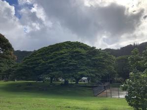 ハワイでおみくじと癒しのヌアヌバレーパーク - ハワイ　時々湘南