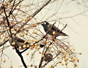 椋鳥も小正月 ☆ gray starlings on the last day of the new year celebrations - ももさへづり＊うた暦＊Cent Chants d' une Chouette