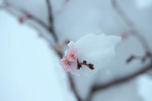 雪桜 - 但馬・写真日和