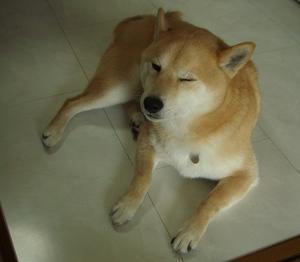 後ろ足が びっこ お散歩で 後ろ足が びっこ お散歩で