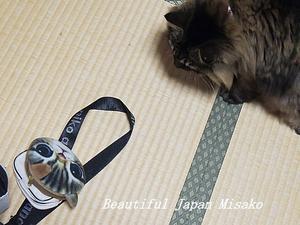 百均の猫とキリ～･ﾟ☆､･：`☆･･ﾟ･ﾟ☆ - Beautiful Japan 絵空事