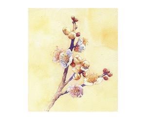 静物画の描き方1 中盤から完成へ 福井良佑の水彩画 Watercolor Terrace 静物画の描き方1 中盤から完成へ 福井良佑の水彩画 Watercolor Terrace