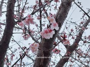「一番乗りの寒桜あれから･･･」 - 私の心の日記箱 Vol.0