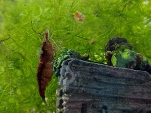 ウィローモスに花が咲く マクロなメダカ ウィローモスに花が咲く マクロなメダカ