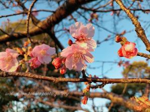 「咲き始めた河津桜と夕焼け」 - 私の心の日記箱 Vol.0