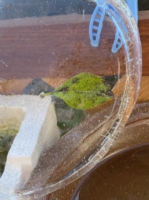 ウィローモスに花が咲く マクロなメダカ ウィローモスに花が咲く マクロなメダカ