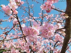 「春っぽいね！お花見ウォーキング」 - 私の心の日記箱 Vol.0