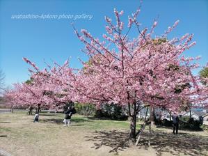 「昨日の公園の河津桜」 - 私の心の日記箱 Vol.0