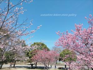 「早咲き桜のお気に入りスポット」 - 私の心の日記箱 Vol.0