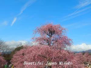 鈴鹿の森は花盛り・花粉盛り～♪（笑） - Beautiful Japan 絵空事