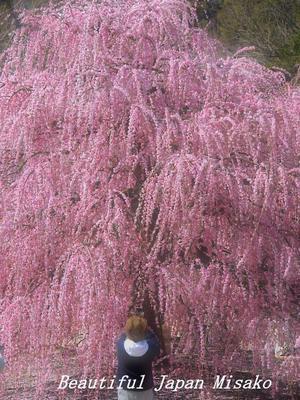 鈴鹿の森庭園　3月6日･ﾟ☆､･：`☆･･ﾟ･ﾟ☆ - Beautiful Japan 絵空事
