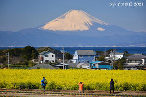 園内で富士山  『ソレイユの丘2021』 - 写愛館