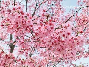 「おかめ桜も可愛いね」 - 私の心の日記箱 Vol.0