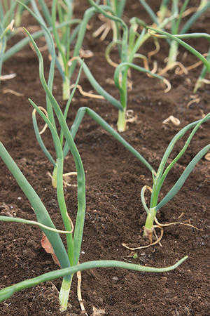 種だって育てたい ぬるぅい畑生活