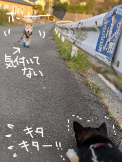 マムシにご注意 柴と徒然日記