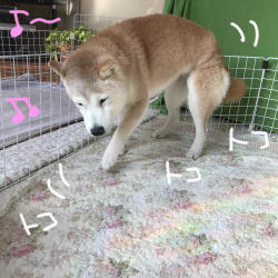 マムシにご注意 柴と徒然日記 マムシにご注意 柴と徒然日記