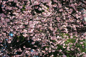 川口市　密蔵院の安行桜1 - 写真とパピオン大好き３