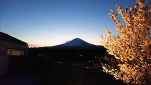 夕暮れの富士山＆さくら - 白い羽☆彡静岡県東部情報発信・・・PiPiPi♪