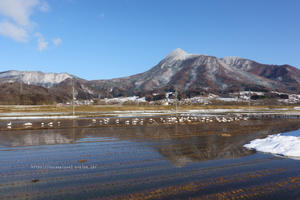 残雪の解けた田んぼにて　その2 - 野沢温泉とその周辺いろいろ２