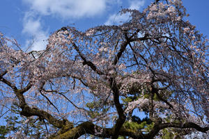しだれ桜が咲きました   ―   京都御苑便り - ぎゃらりー竹斎堂