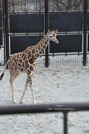 アフリカン ワイルド ドッグ 動物園でお散歩 アフリカン ワイルド ドッグ 動物園でお散歩