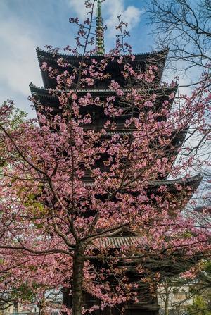 2021京都桜・東寺～河津桜と梅 - 鏡花水月