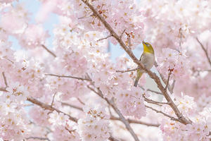 春めき桜とサクジロー - エーデルワイスブログ