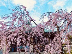 桜モンブラン - 雲母（ＫＩＲＡ）の舟に乗って
