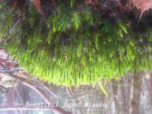 森の息吹･ﾟ☆､･：`☆･･ﾟ･ﾟ☆アテビ平小鳥の森　3月19日 - Beautiful Japan 絵空事