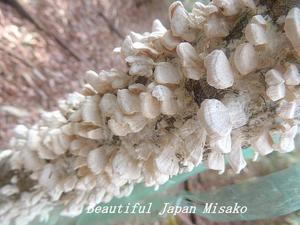 アテビ平小鳥の森で深呼吸･ﾟ☆､･：`☆･･ﾟ･ﾟ☆ - Beautiful Japan 絵空事