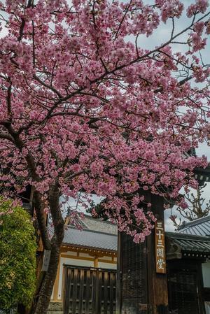 2021京都桜・三十三間堂～河津桜と季節の花々 - 鏡花水月