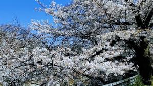 満開の神田川桜並木を歩く - ゲストハウス東京