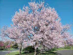 「横浜緋桜と越の彼岸桜が綺麗な場所」舎人公園 - 私の心の日記箱 Vol.0