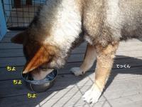 四国犬 テツカナ今日この頃 翔ちゃんもいるよ 四国犬 テツカナ今日この頃 翔ちゃんもいるよ