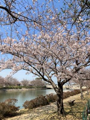 親水公園の桜 - まる、ゆるり。
