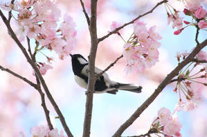 シジュウカラと桜 - 写真の記憶