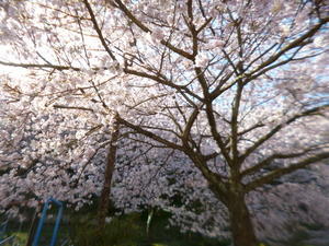 桜巡り - 