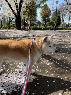 柴犬は嫌われ者 あぱかば ブログ篇