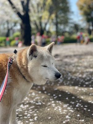 柴犬は嫌われ者 あぱかば ブログ篇