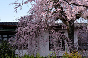 秘すれば花 - ぎゃらりー竹斎堂