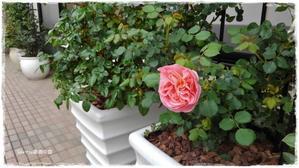 インフィニティローズ La Rose 薔薇の庭 インフィニティローズ La Rose 薔薇の庭
