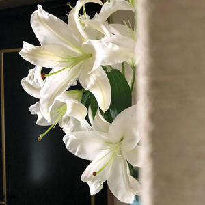 球根 植えた ケチケチ贅沢日記