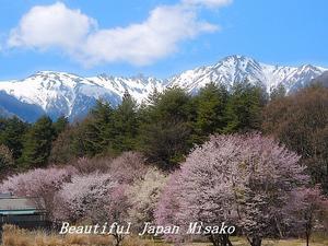 まぁるいまるい桜と木曽駒ケ岳･ﾟ☆､･：`☆･･ﾟ･ﾟ☆ - Beautiful Japan 絵空事