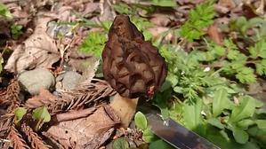 アミガサタケを採って食べるまで Spring Morel Mushroom Hunting & Cooking - 或岩松枝諏の一服
