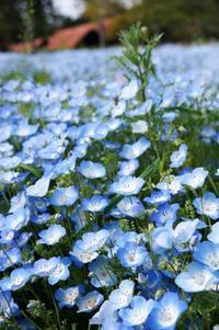 60年に一度の開花 アオノリュウゼツラン 満開で 今正に燃え尽きようとしています 感動しました 料理と趣味の部屋 60年に一度の開花 アオノリュウゼツラン 満開で 今正に燃え尽きようとしています 感動しました 料理と趣味の部屋